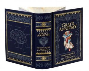 gray's anatomy